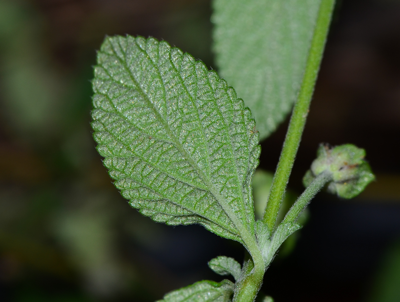 Image of Lantana montevidensis specimen.