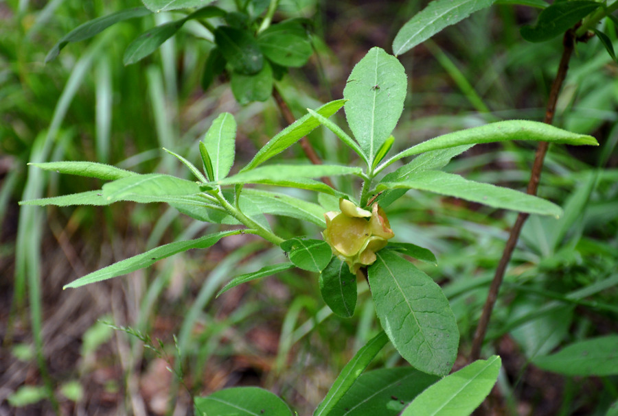 Image of Rhododendron luteum specimen.