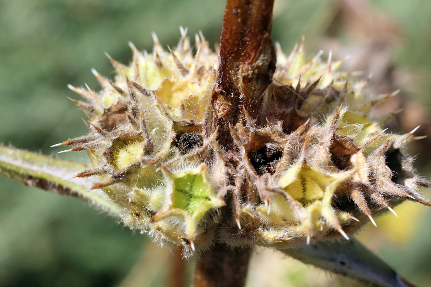 Image of Phlomoides ostrowskiana specimen.