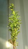 Verbascum orientale