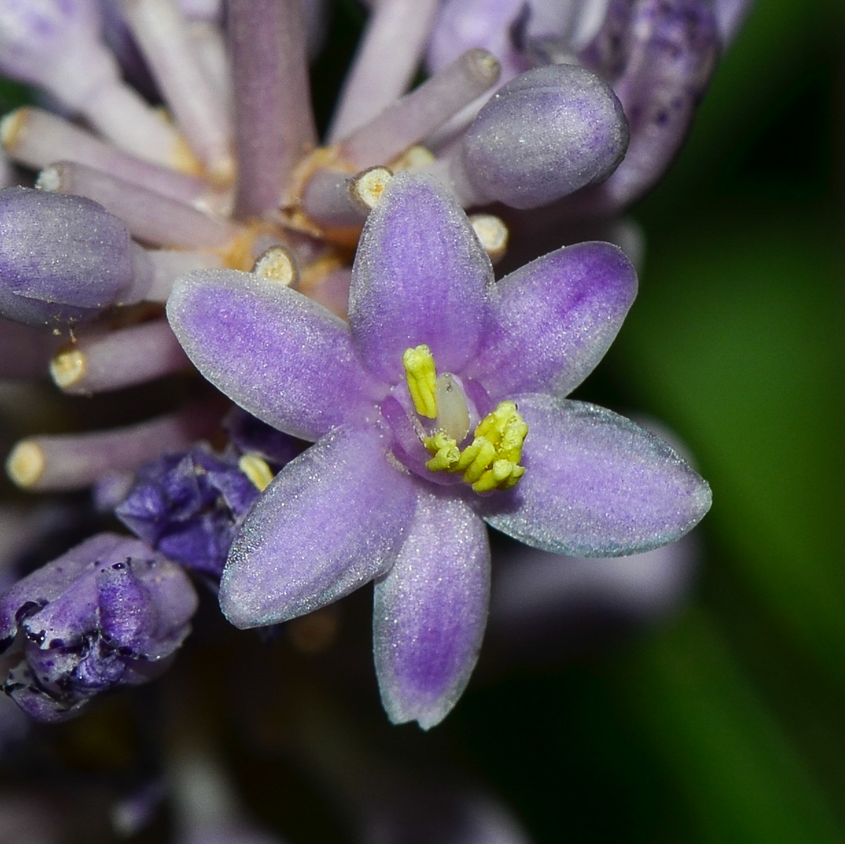 Image of Liriope muscari specimen.