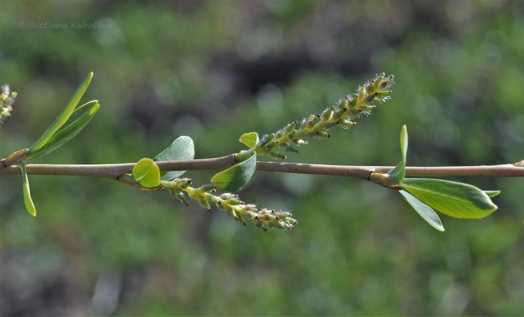 Image of Salix ledebouriana specimen.