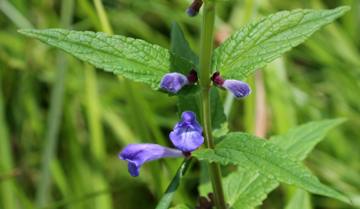 Image of Scutellaria galericulata specimen.