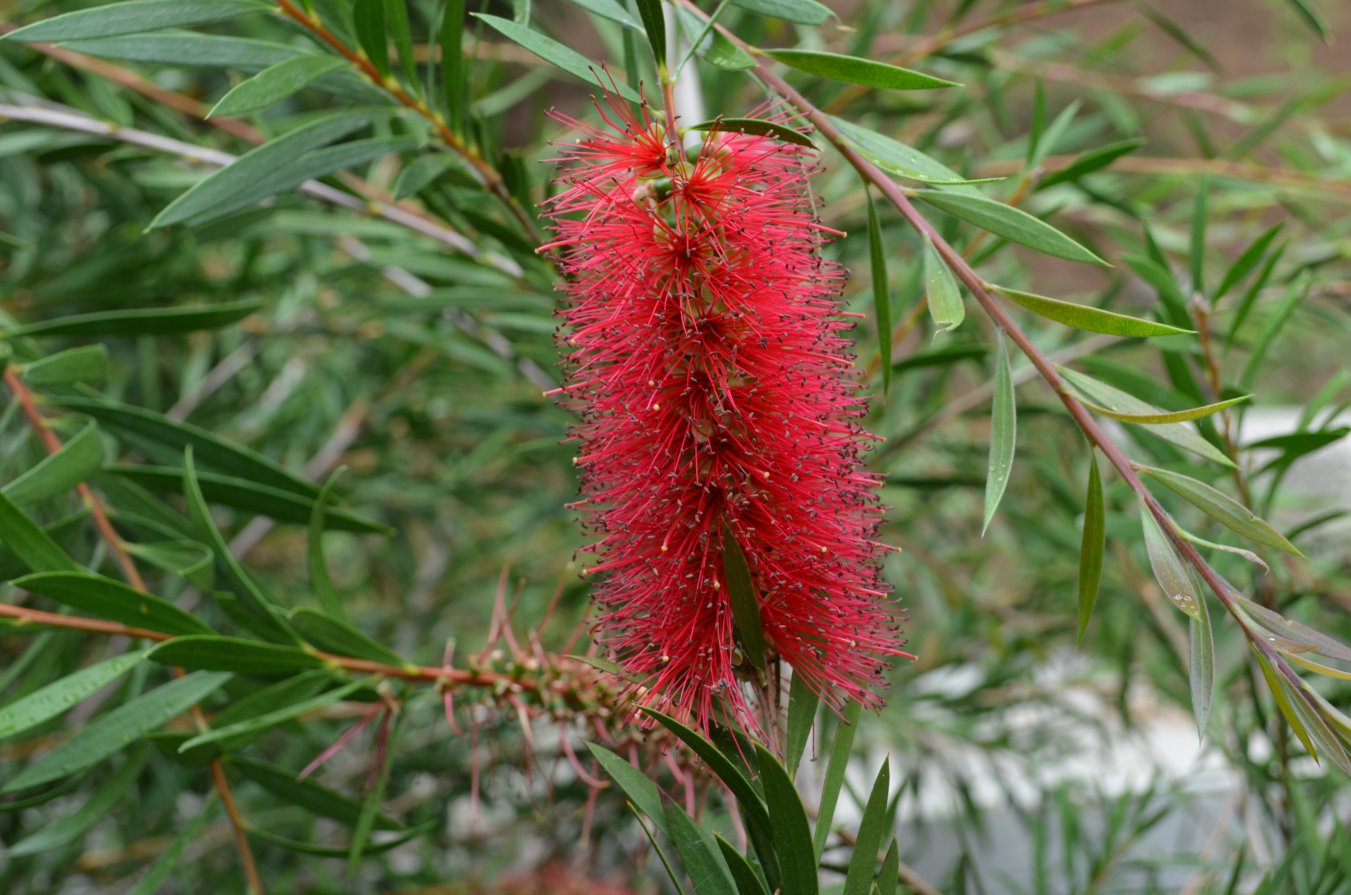 Image of genus Callistemon specimen.