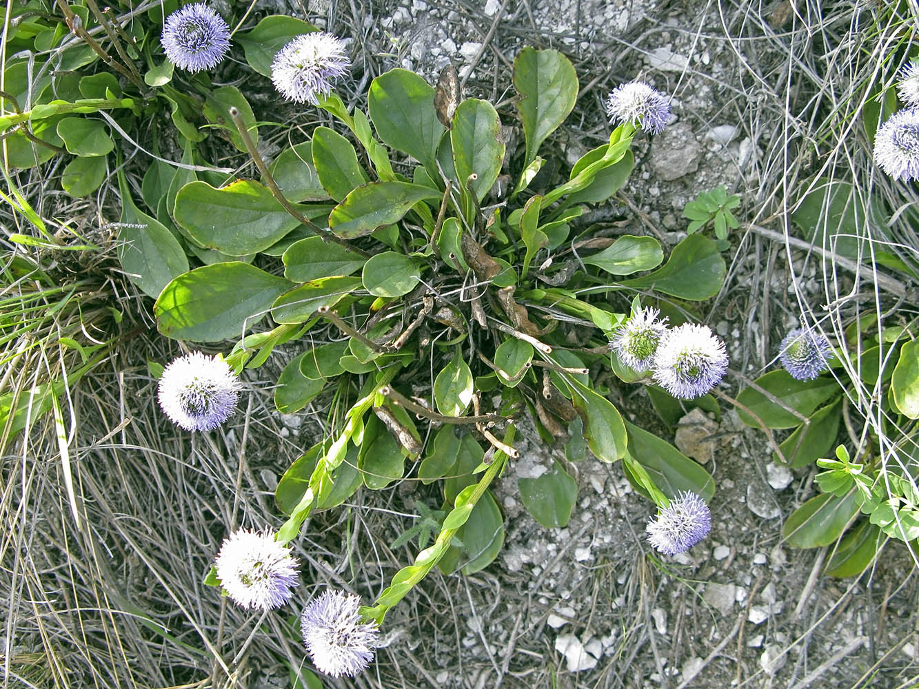 Image of Globularia bisnagarica specimen.