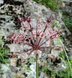 Allium taeniopetalum