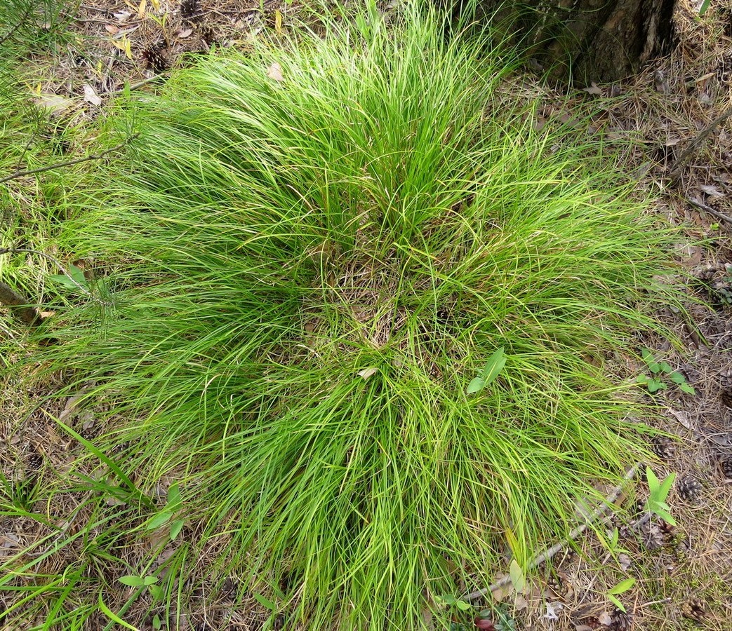 Image of Carex macroura specimen.