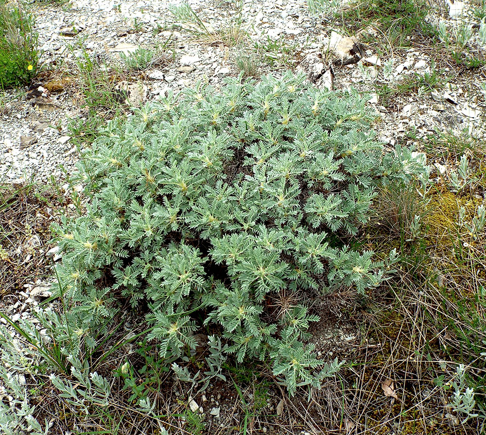 Изображение особи Astragalus arnacanthoides.