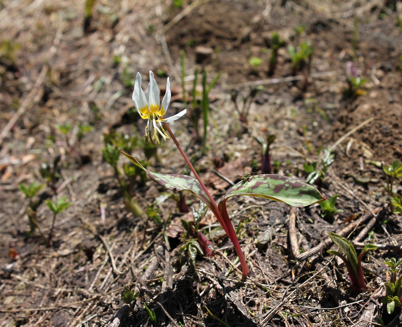 Image of Erythronium caucasicum specimen.