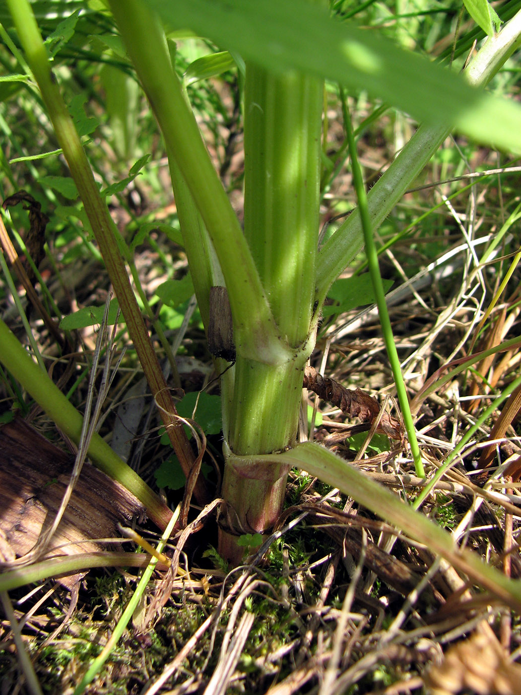 Image of Valeriana officinalis specimen.