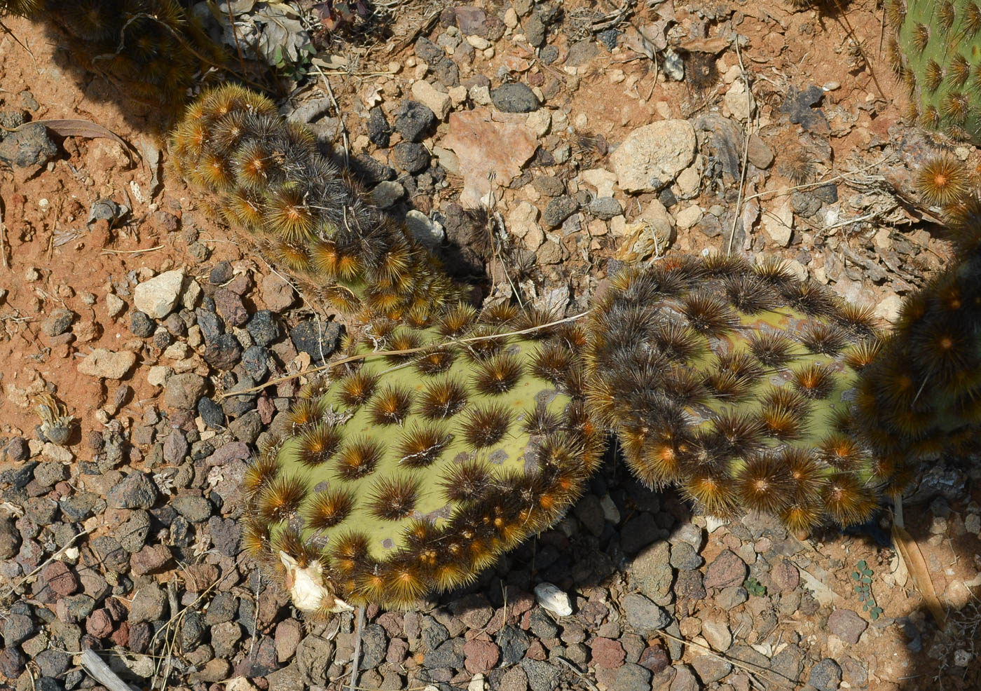 Image of Opuntia aciculata specimen.