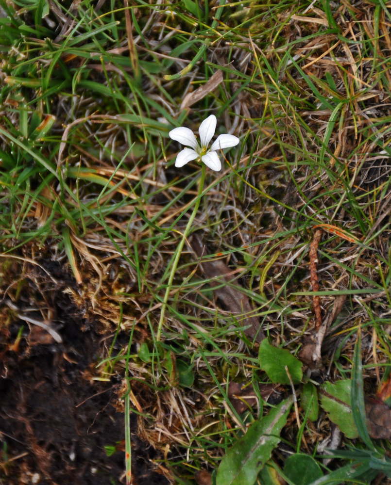 Изображение особи Parnassia laxmannii.