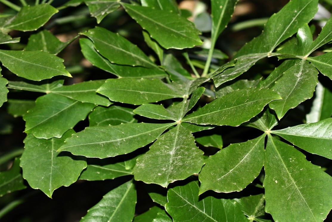 Image of familia Araliaceae specimen.