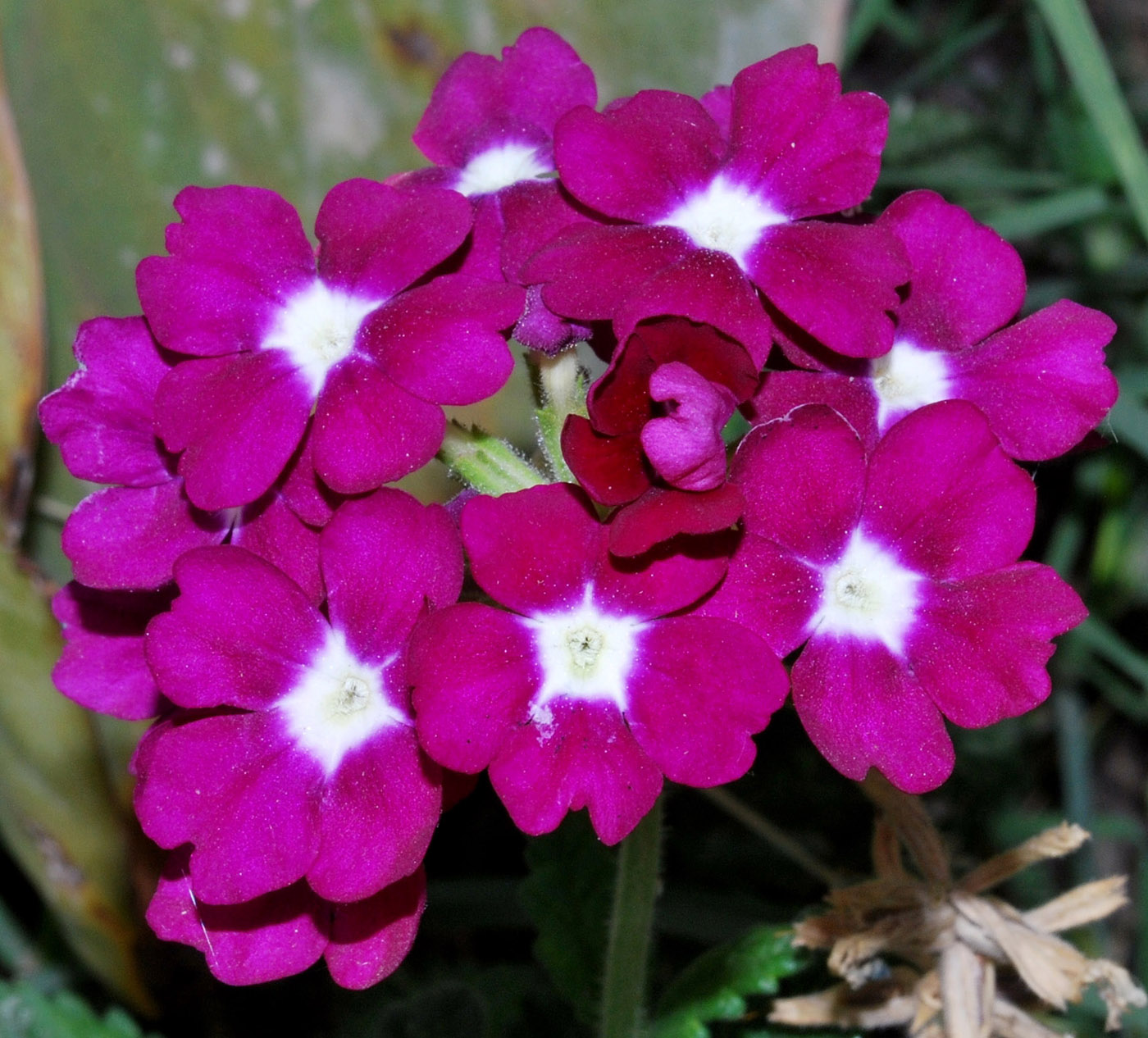 Image of Glandularia &times; hybrida specimen.