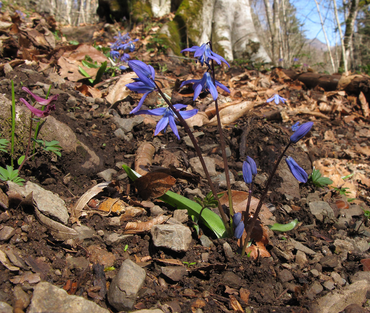 Image of Scilla siberica specimen.