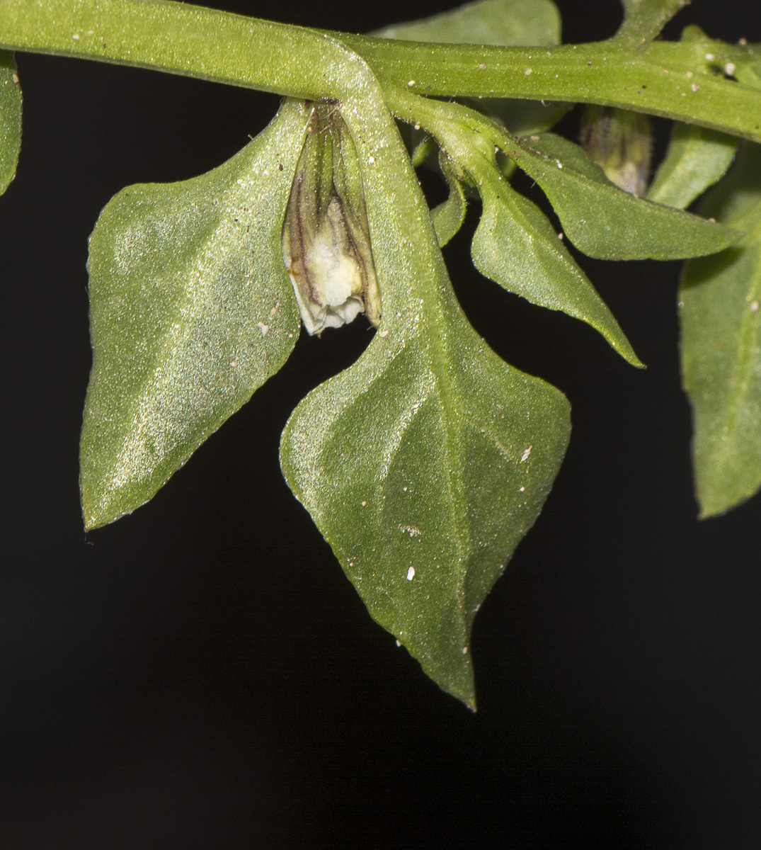 Изображение особи Sclerophylax spinescens.