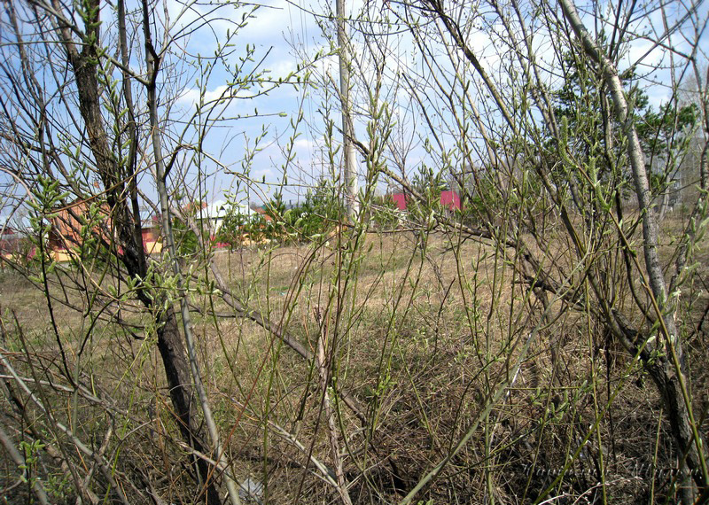 Image of Salix viminalis specimen.