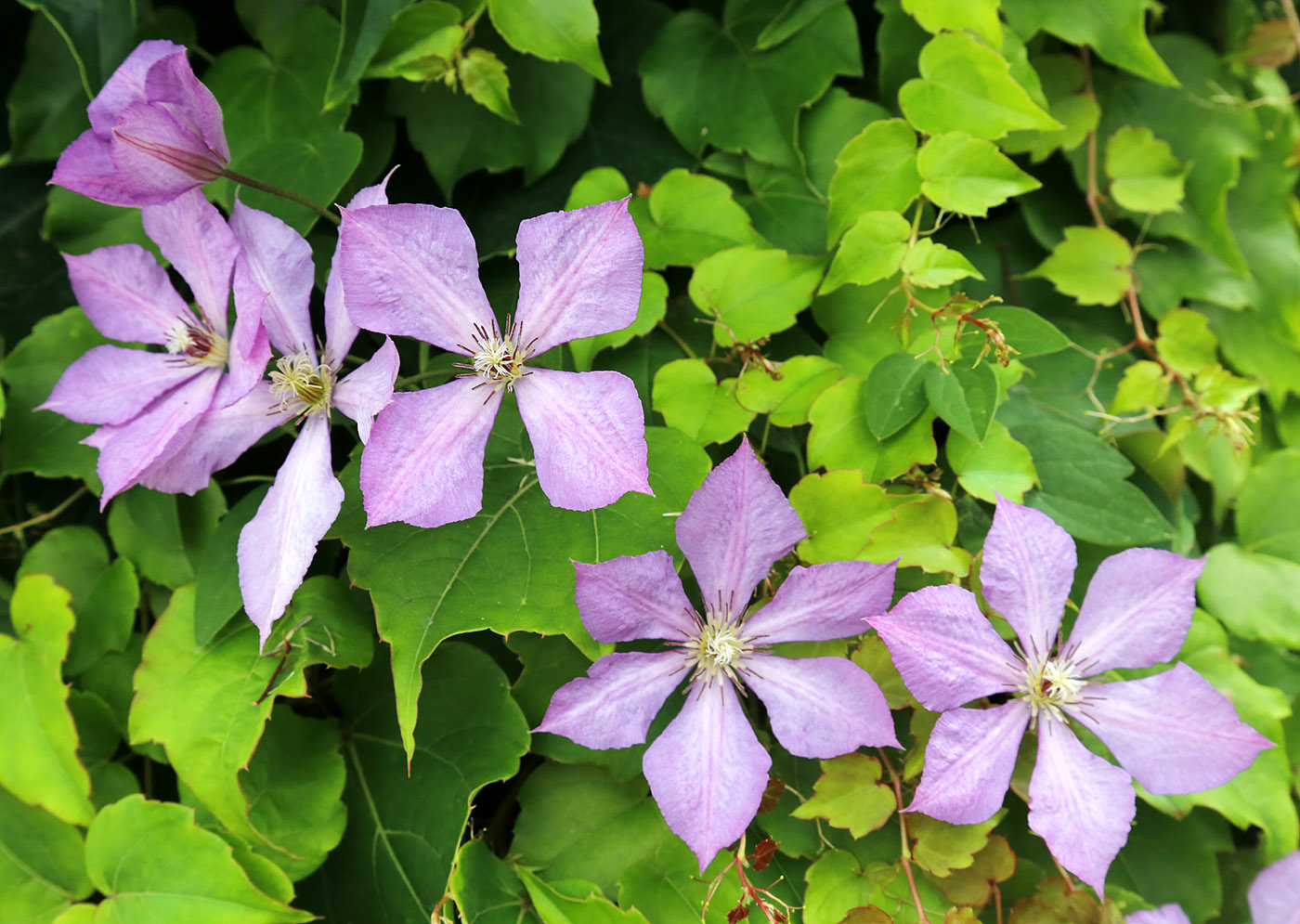 Изображение особи Clematis &times; jackmanii.