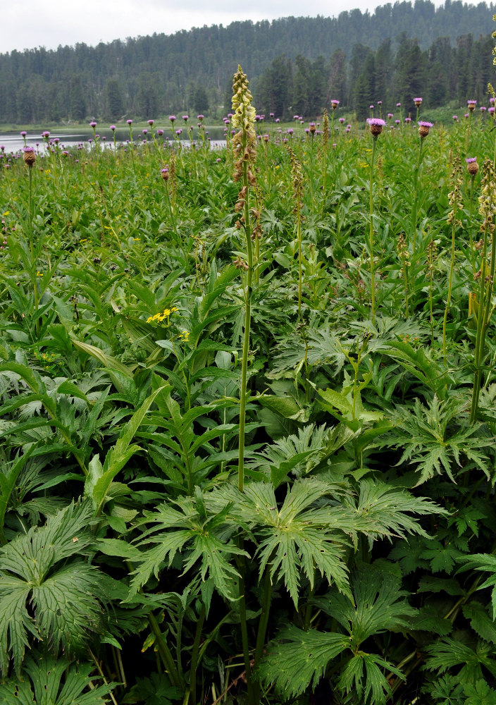 Image of Aconitum sajanense specimen.