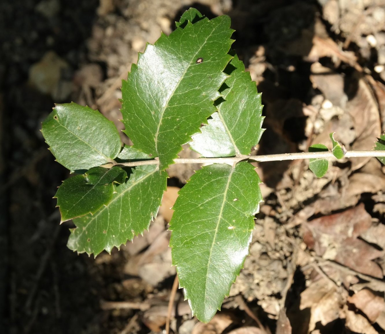 Image of Phillyrea latifolia specimen.