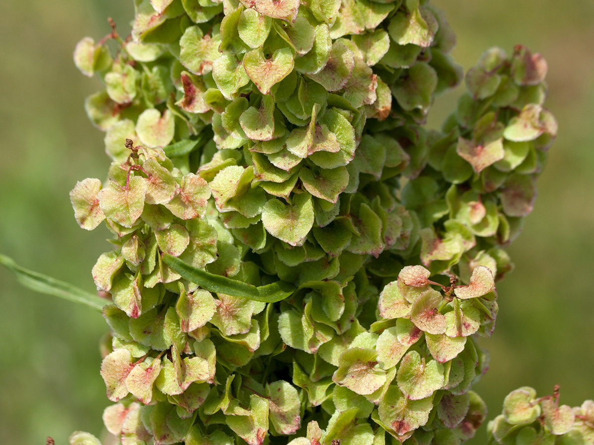 Image of Rumex longifolius specimen.