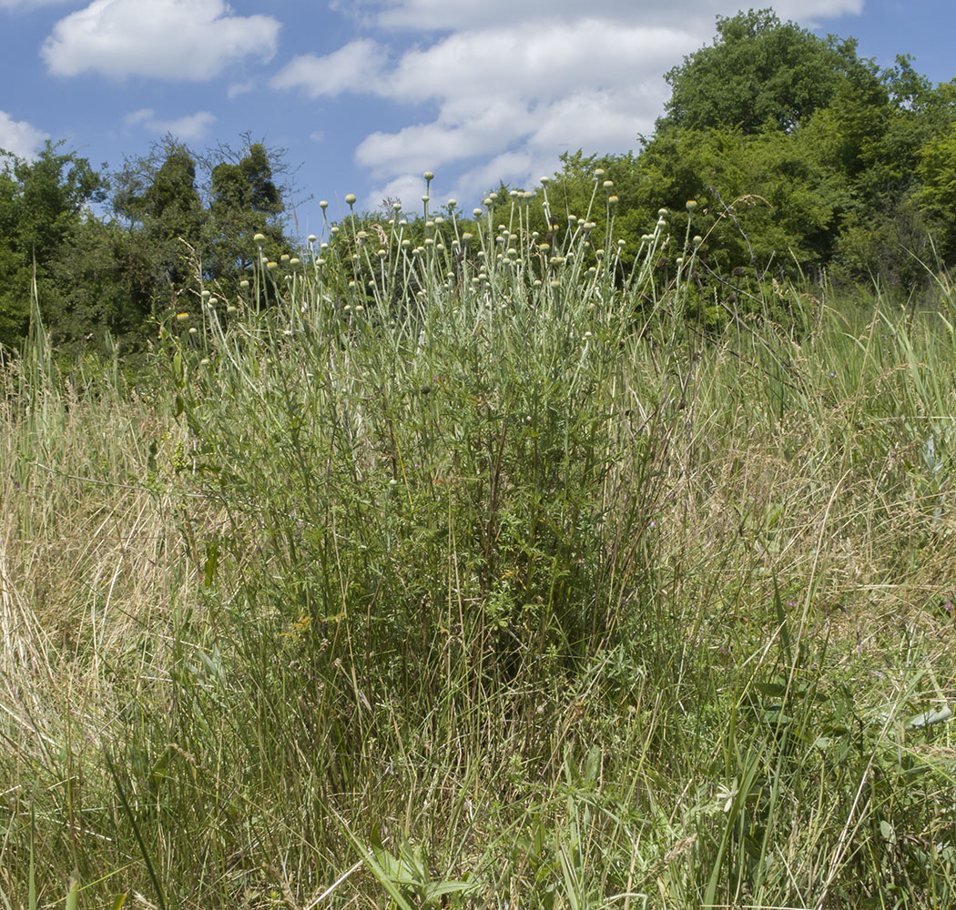 Image of Anthemis tinctoria specimen.