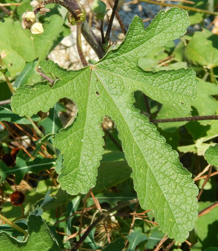 Изображение особи Alcea setosa.