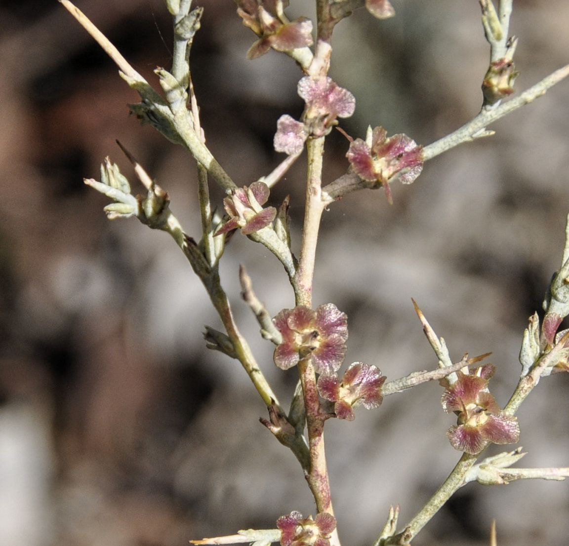 Image of Noaea mucronata specimen.