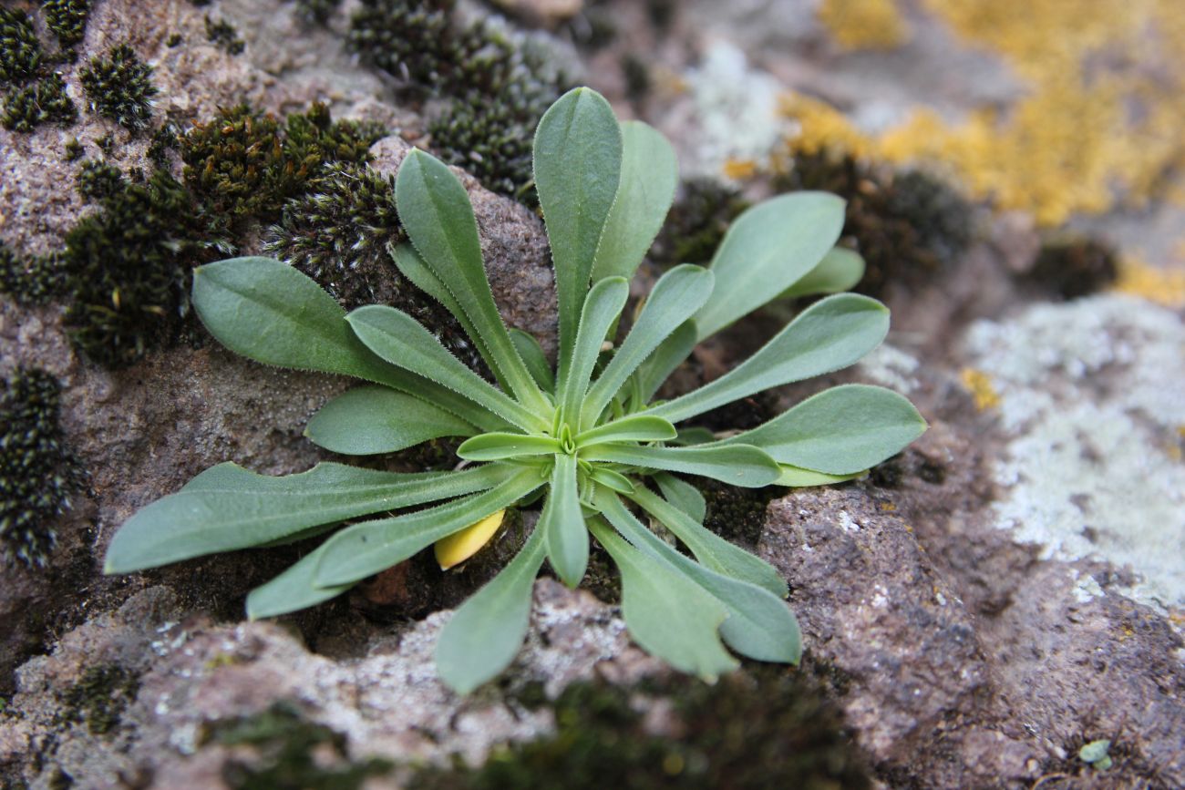 Image of Silene cyri specimen.