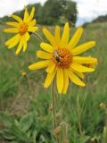 Arnica montana. Соцветия-корзинки с кормящейся пчелой. Нидерланды, провинция Drenthe, национальный парк Drentsche Aa, молиниевый луг. 14 июня 2008 г.