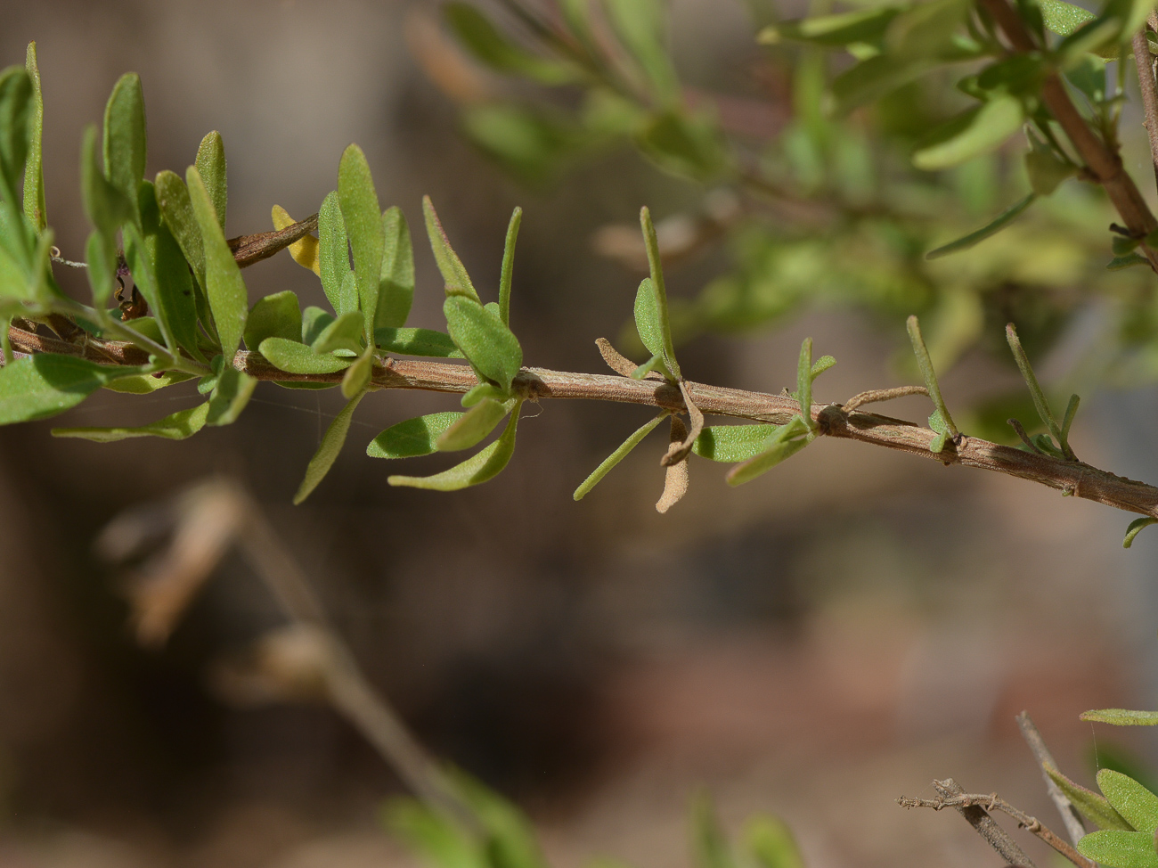 Image of Salvia greggii specimen.