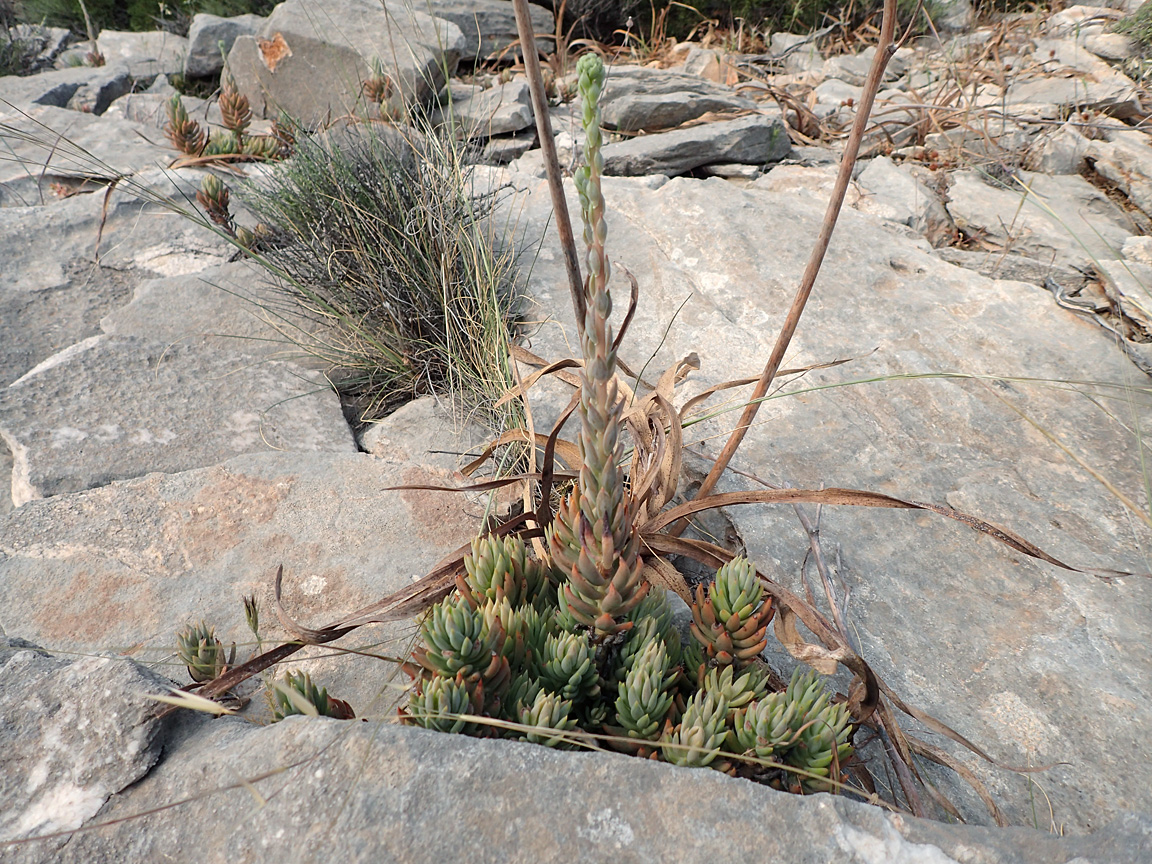 Изображение особи Sedum sediforme.