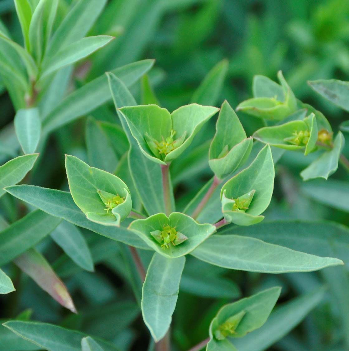 Image of Euphorbia terracina specimen.