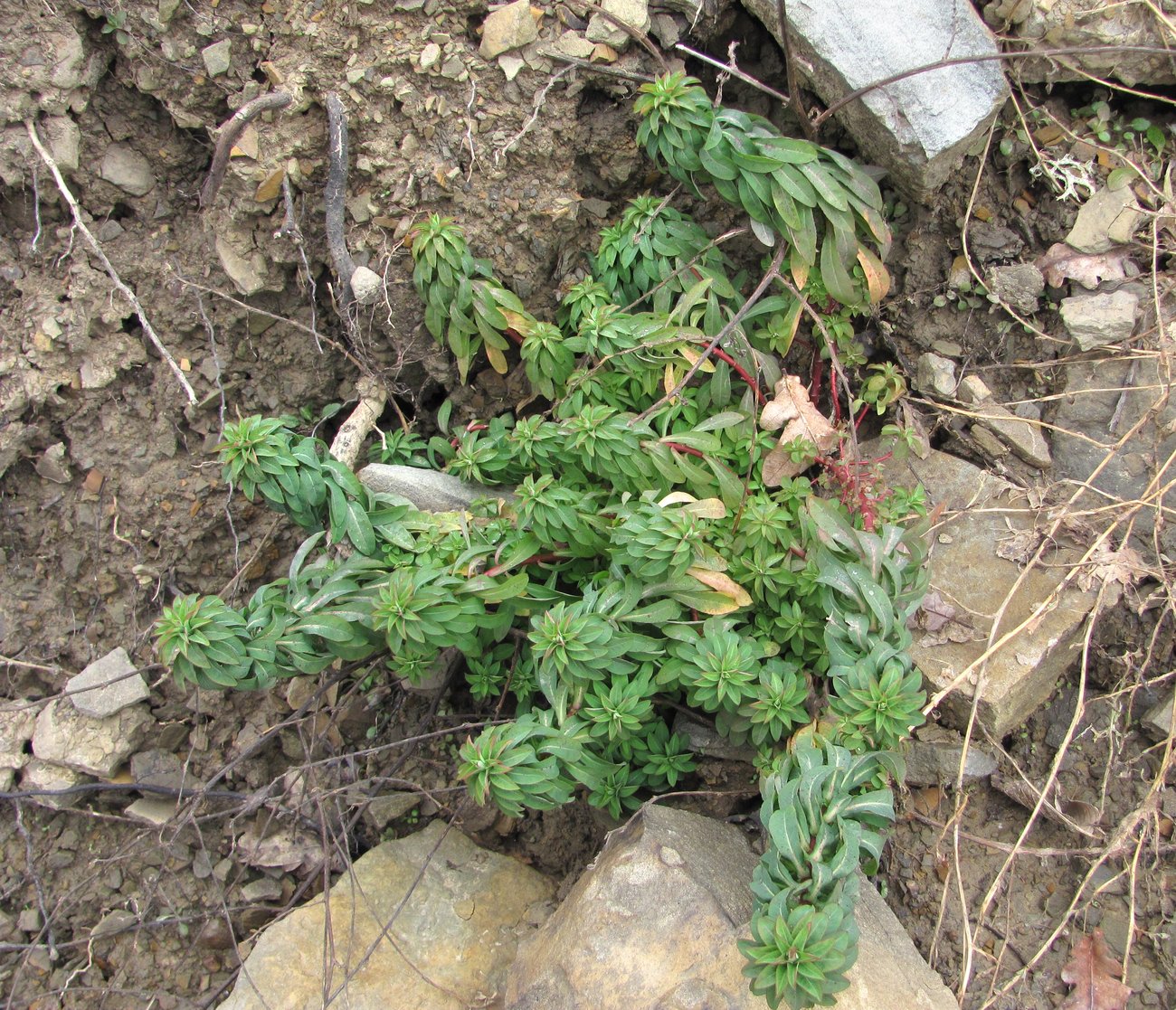 Image of Euphorbia stricta specimen.