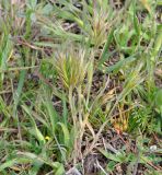 genus Bromus