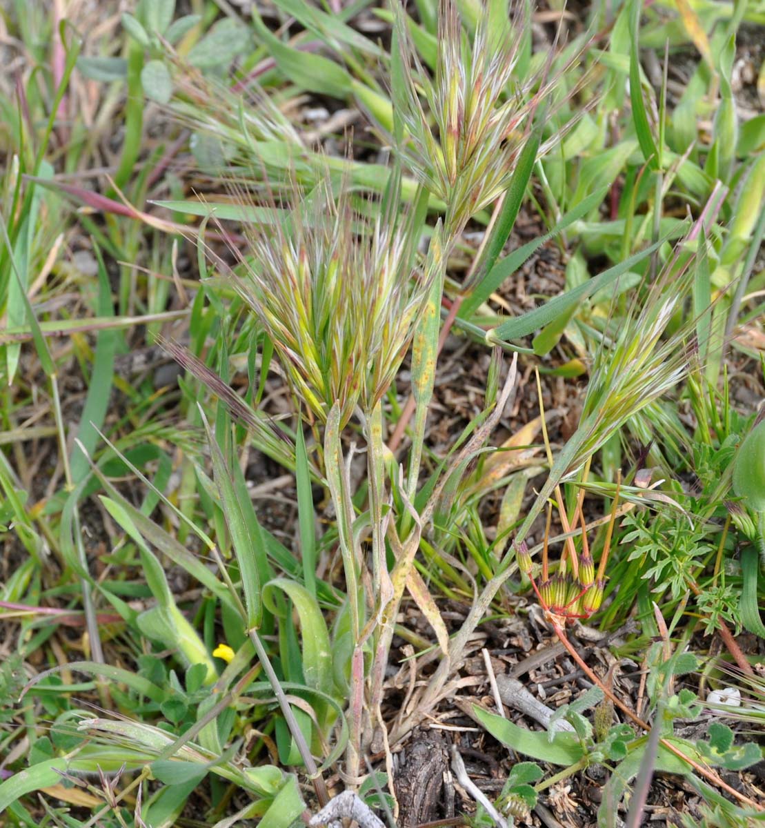 Image of genus Bromus specimen.