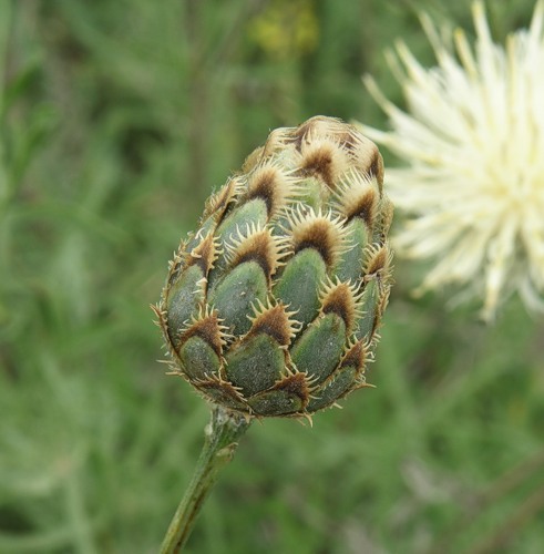 Изображение особи род Centaurea.