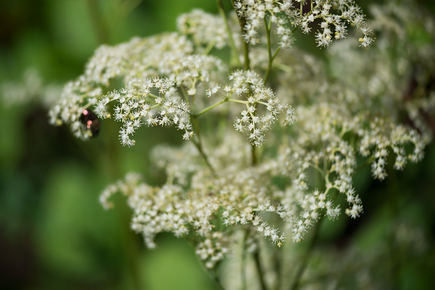 Image of Rodgersia aesculifolia specimen.