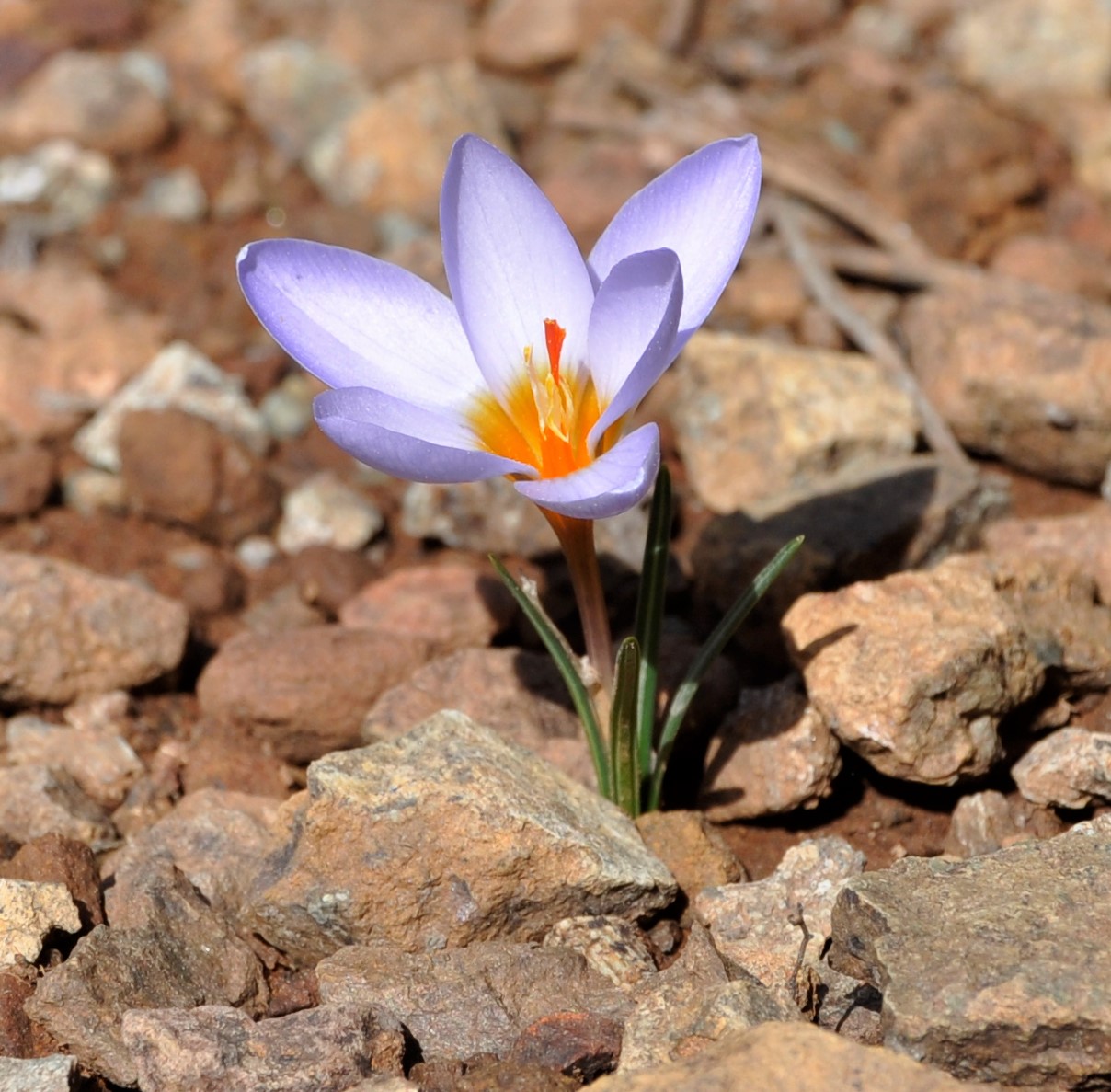 Изображение особи Crocus cyprius.