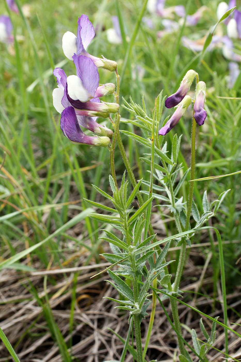 Image of Vicia subvillosa specimen.