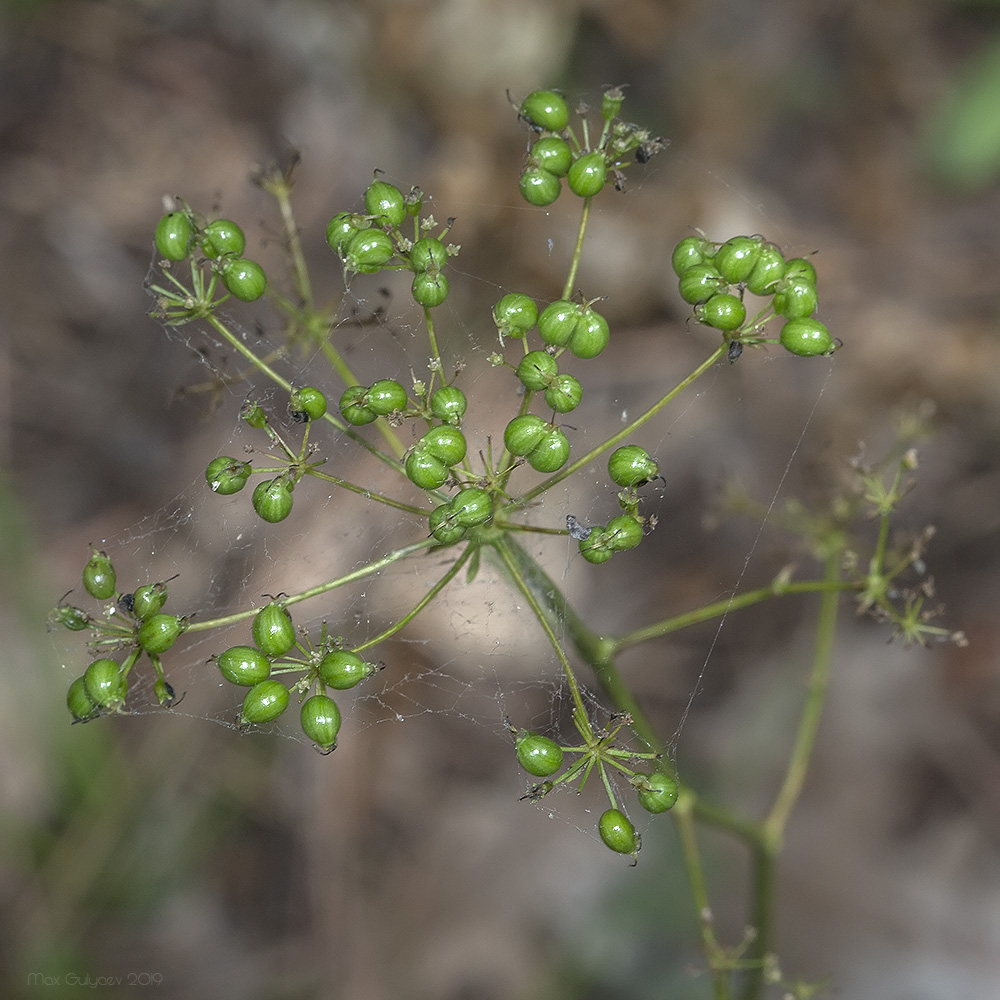 Image of Physospermum cornubiense specimen.