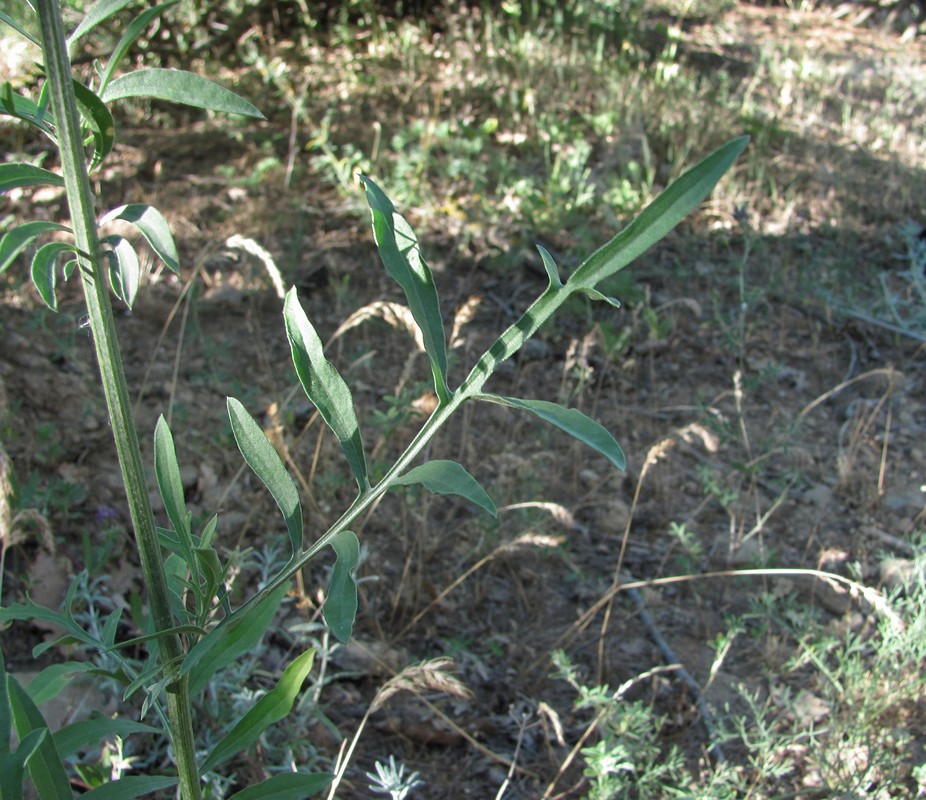 Image of Centaurea pseudoscabiosa ssp. glehnii specimen.