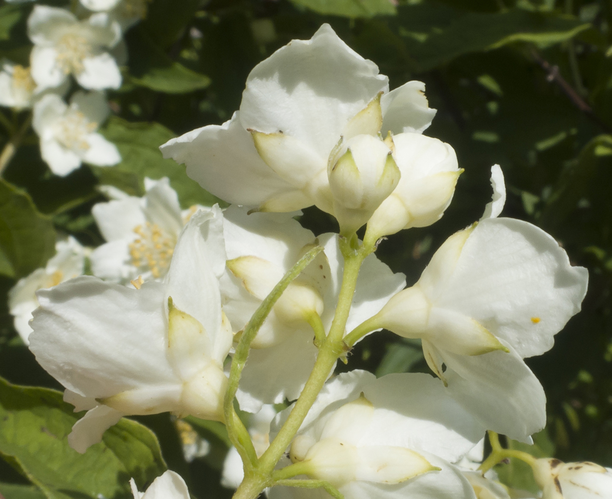 Изображение особи Philadelphus caucasicus.