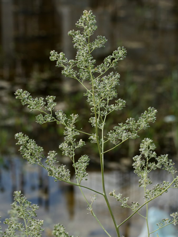 Изображение особи Lepidium latifolium.