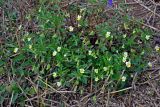 Viola arvensis