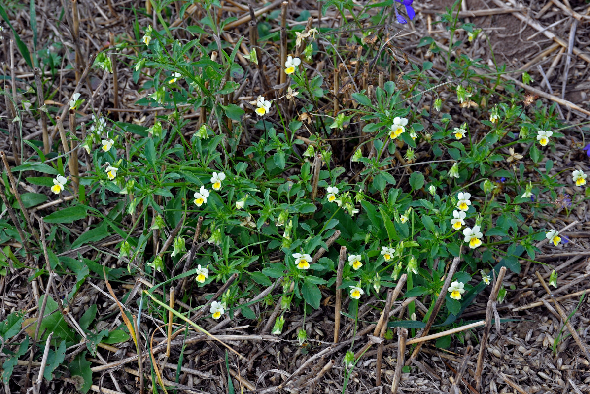 Изображение особи Viola arvensis.