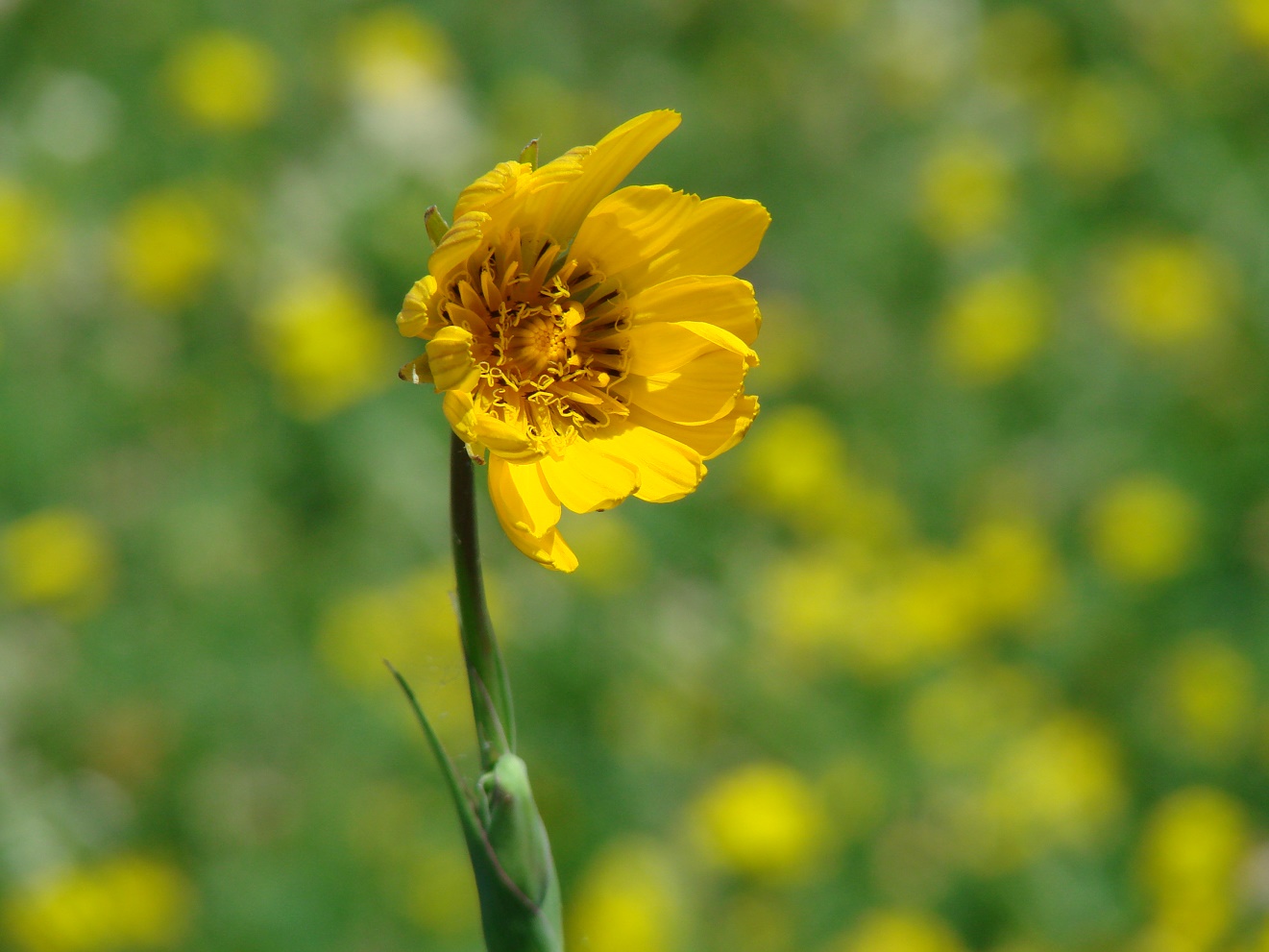 Image of Tragopogon orientalis specimen.