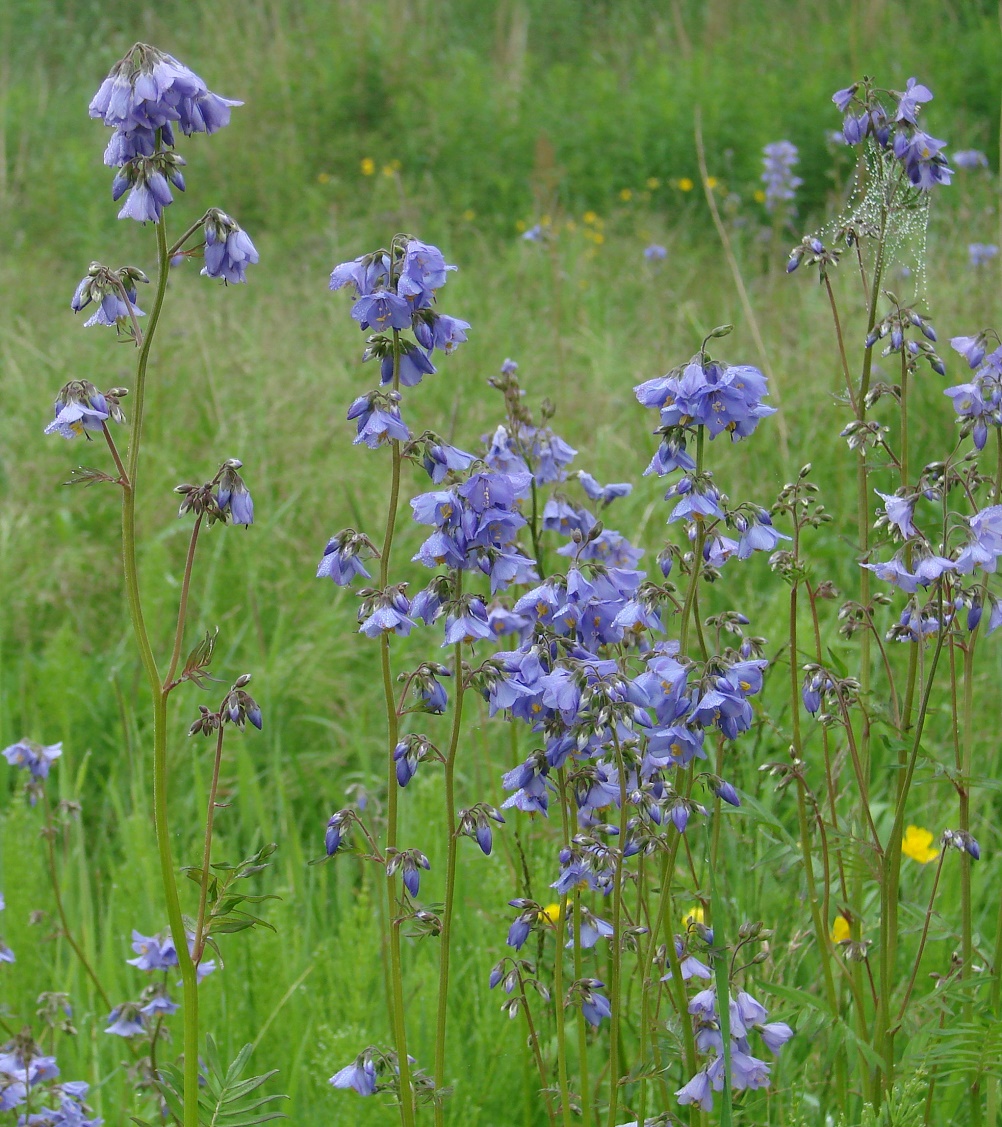 Изображение особи Polemonium chinense.