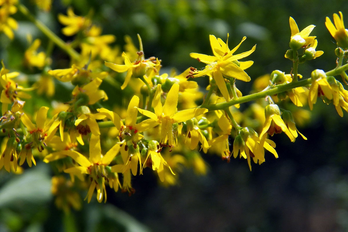 Image of Koelreuteria paniculata specimen.