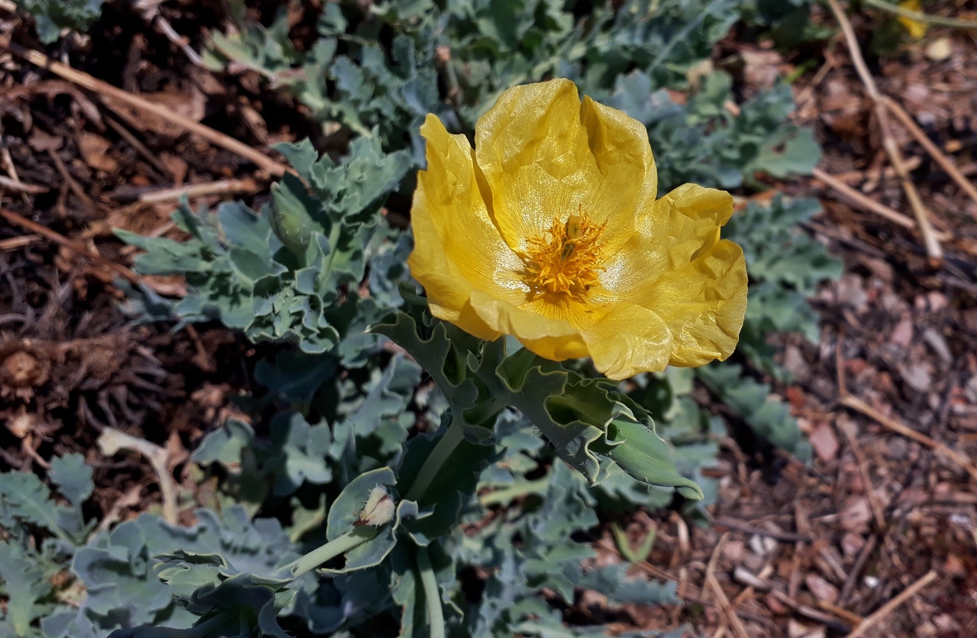 Image of Glaucium flavum specimen.